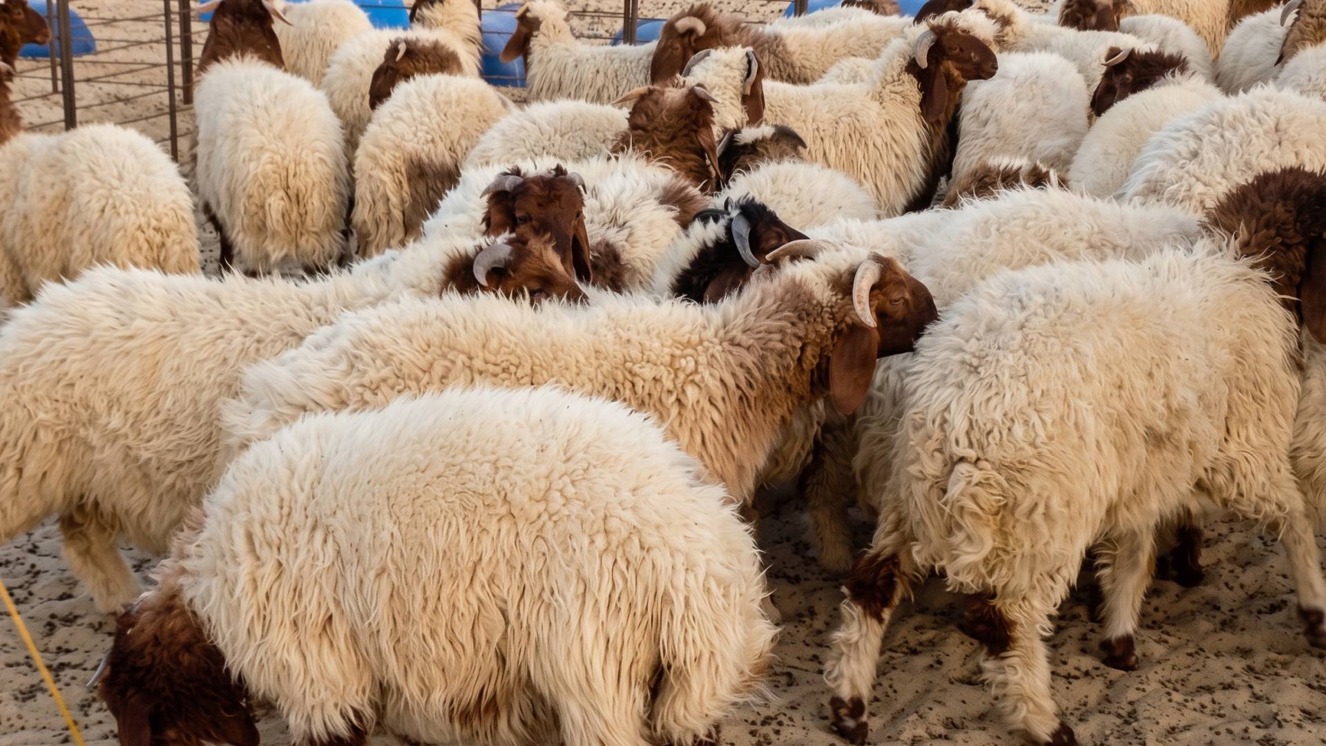 صورة تعبيرية