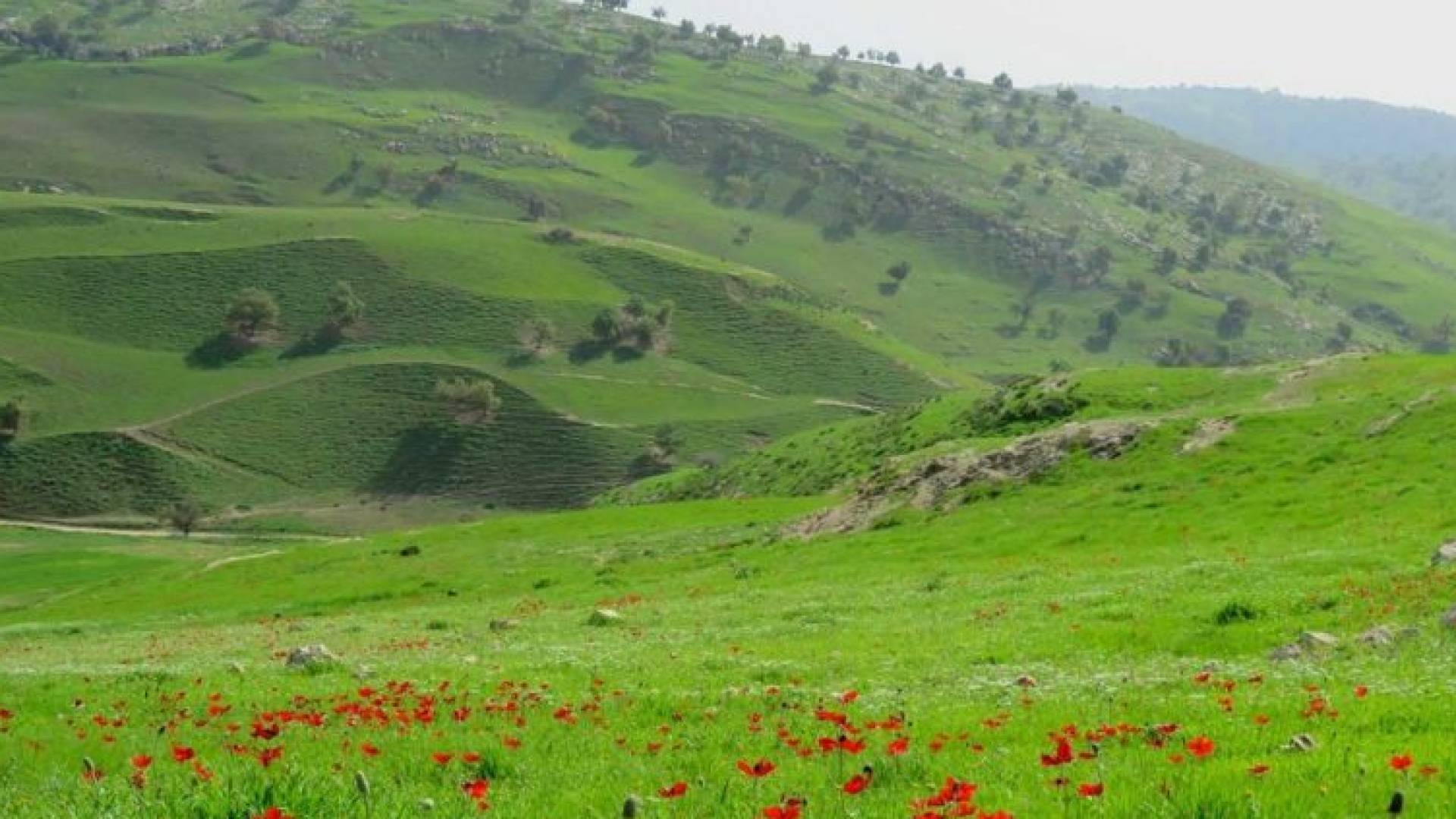 أجواء ربيعية في الأردن "أرشيفية"