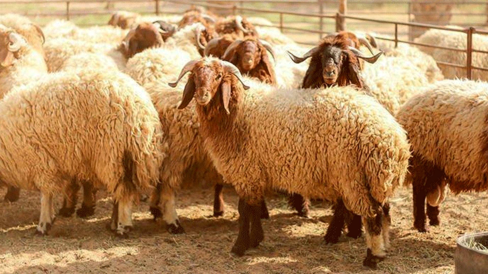خروف العيد