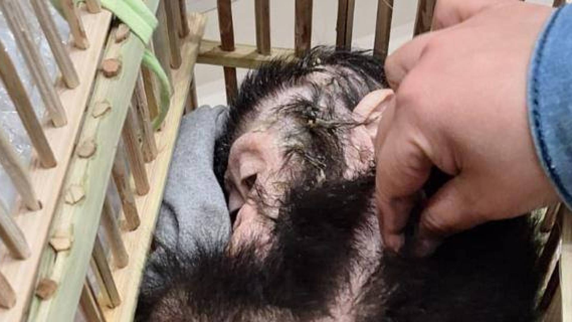 الزراعة المصرية تحبط تهريب 3 صغار شمبانزي وزواحف نادرة بمطار القاهرة