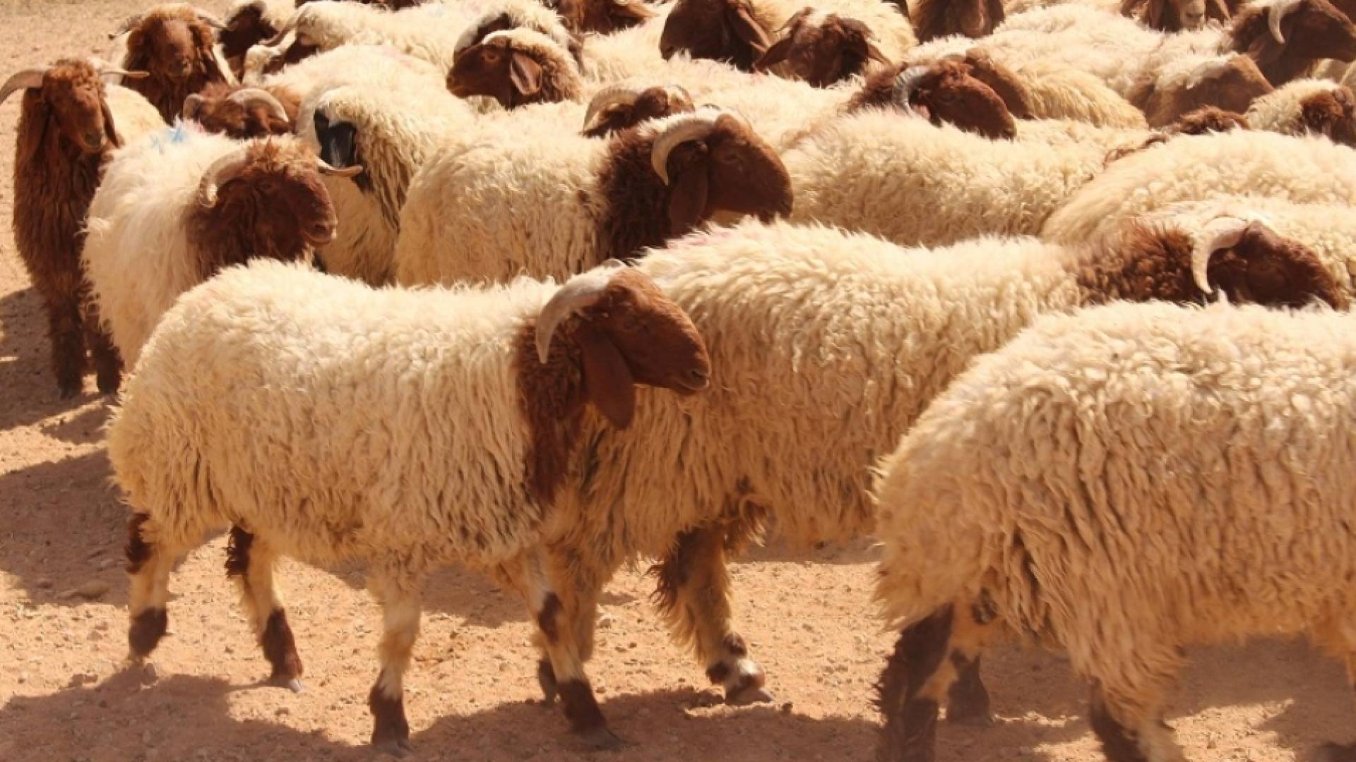 خروف العيد