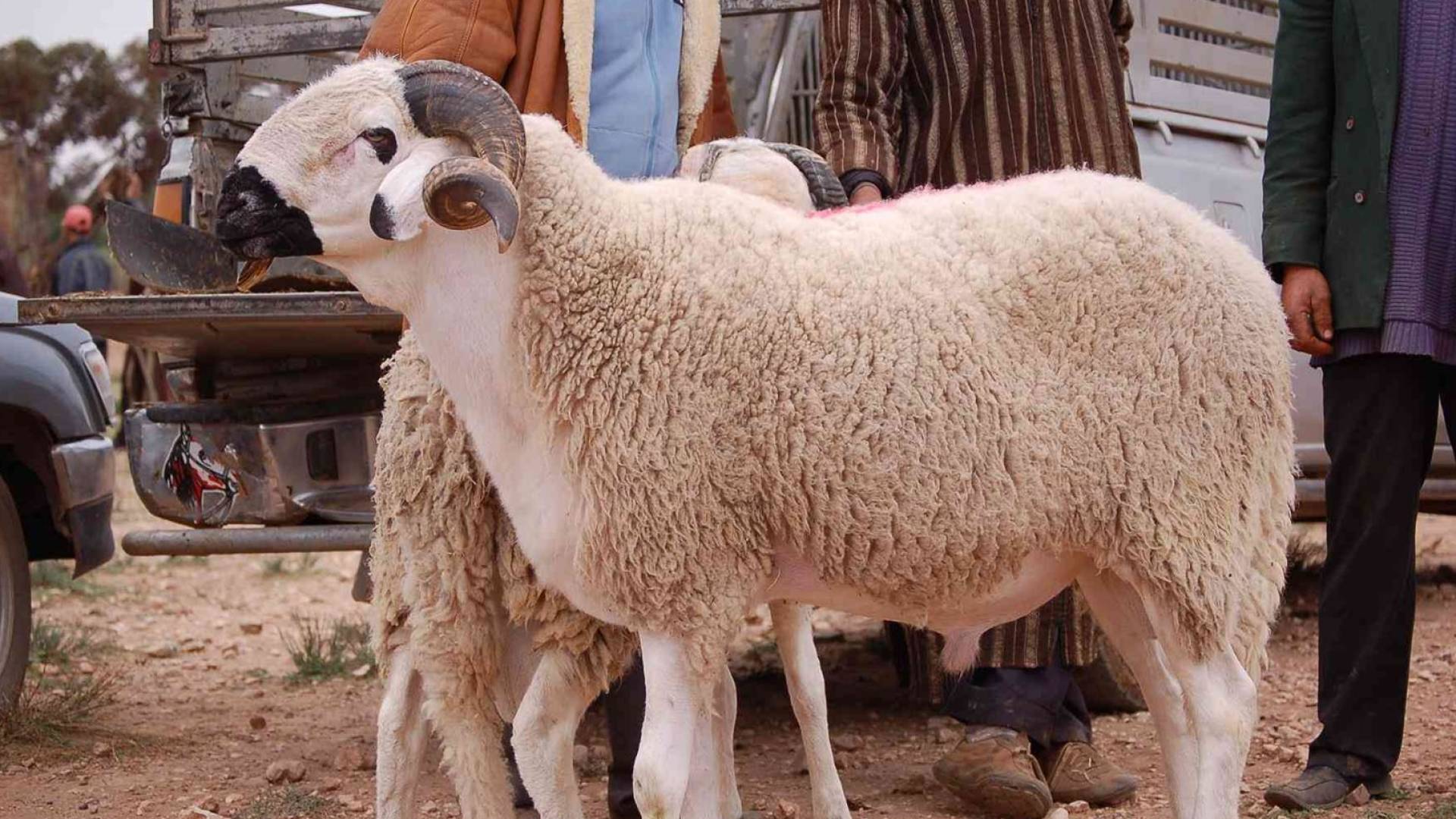 خروف سوري