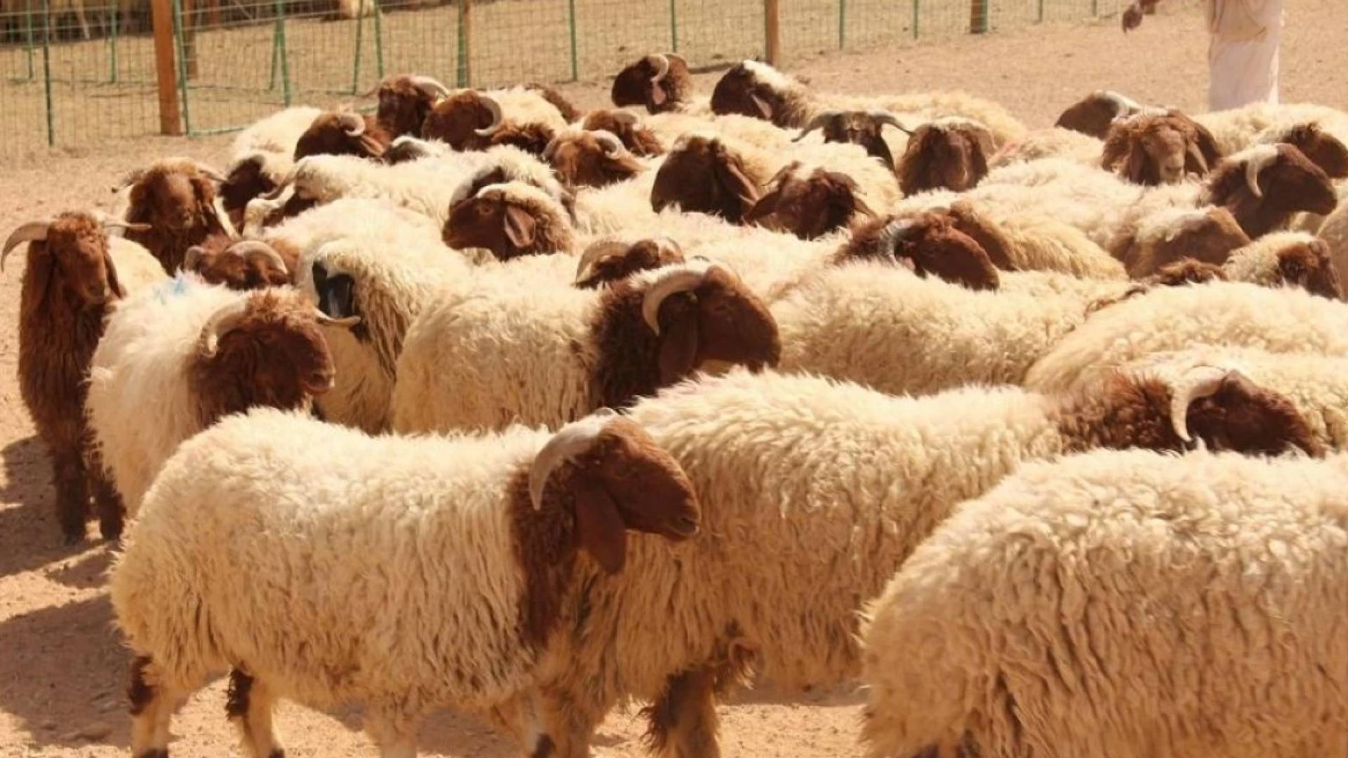خروف