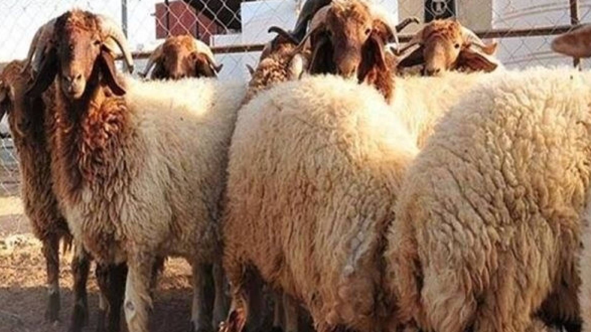 مجموعة خراف