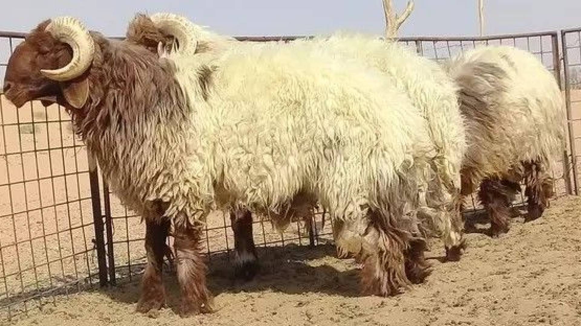 خروف العيد