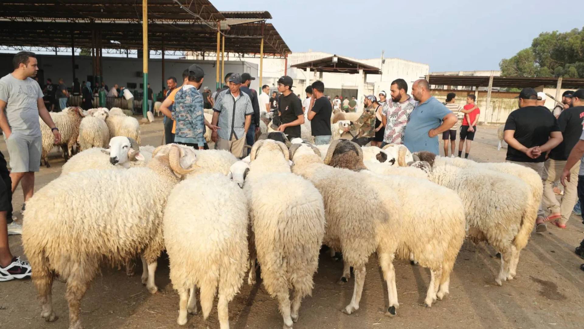 أضاحي العيد