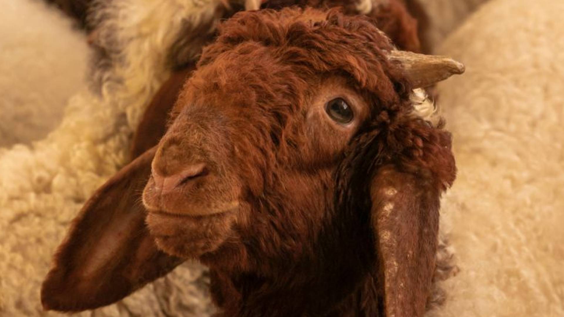 خروف العيد