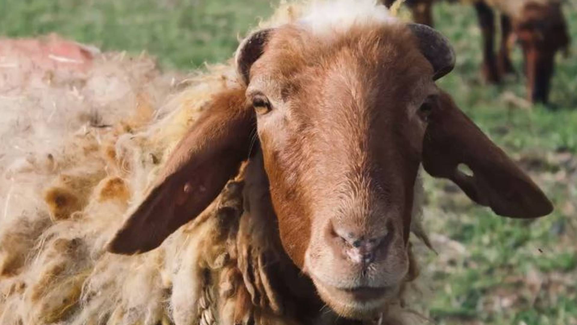 خروف العيد