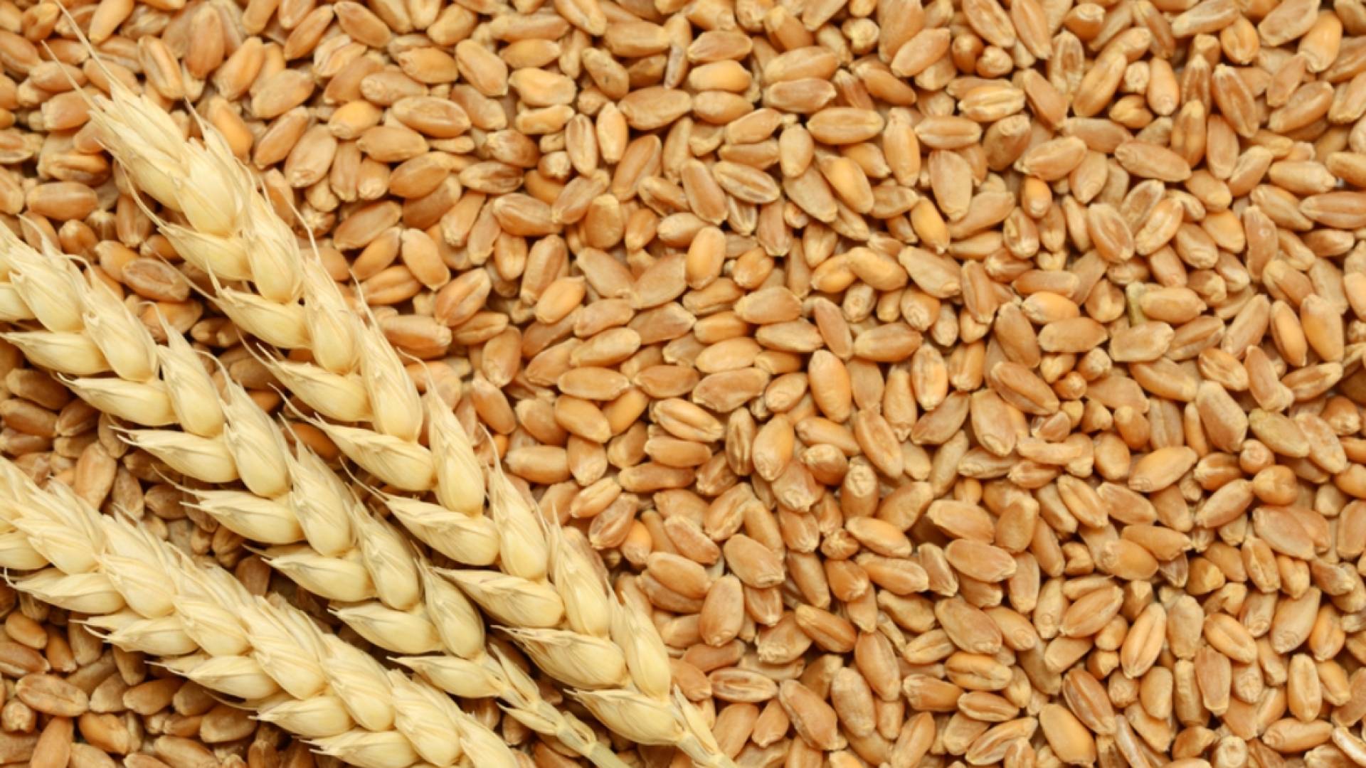 القمح  في الأردن