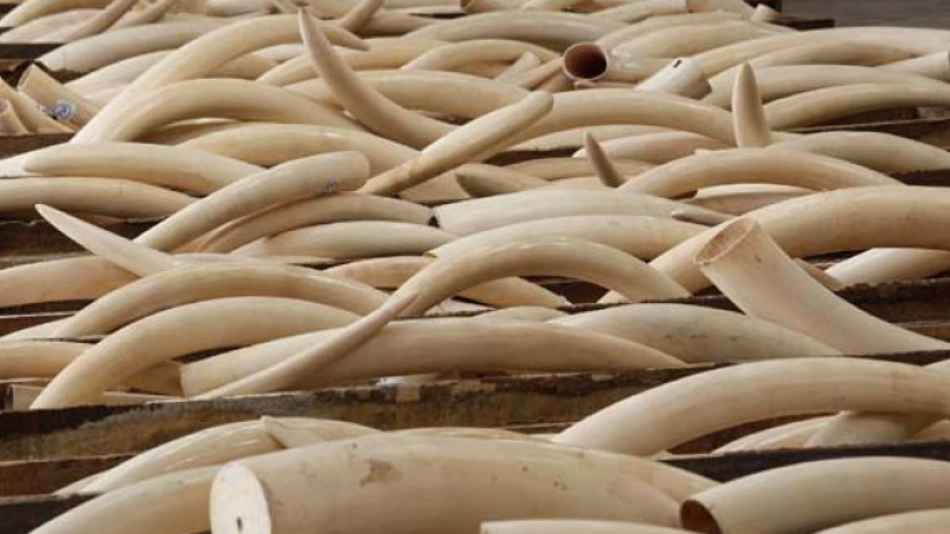 منتجات العاج