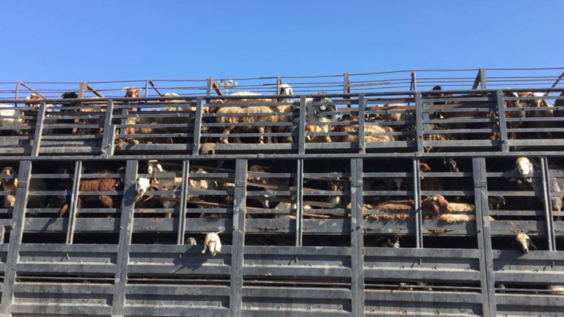 ضبطت كوادر جمرك العمري إناث أغنام حية بعدد (190) رأس