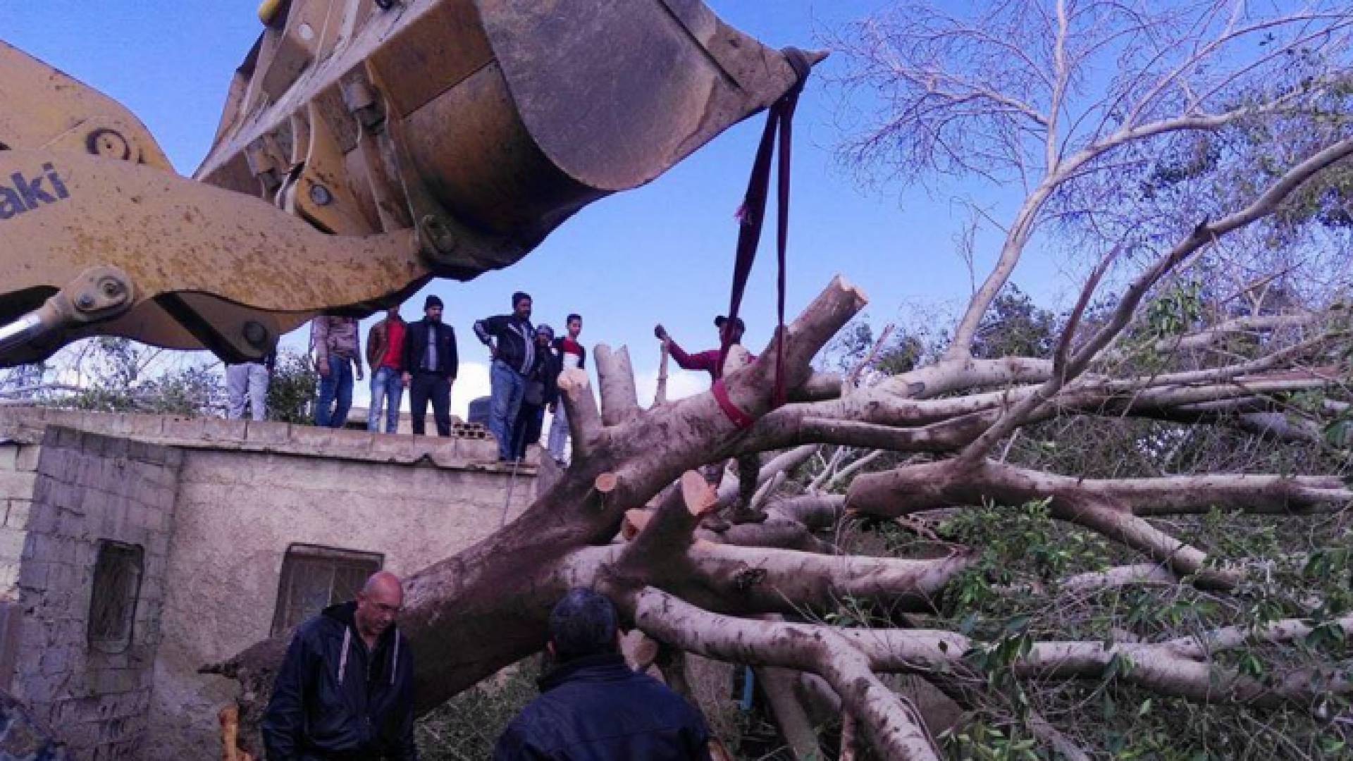 سقوط شجرة معمرة على منزل بالشونة الجنوبية