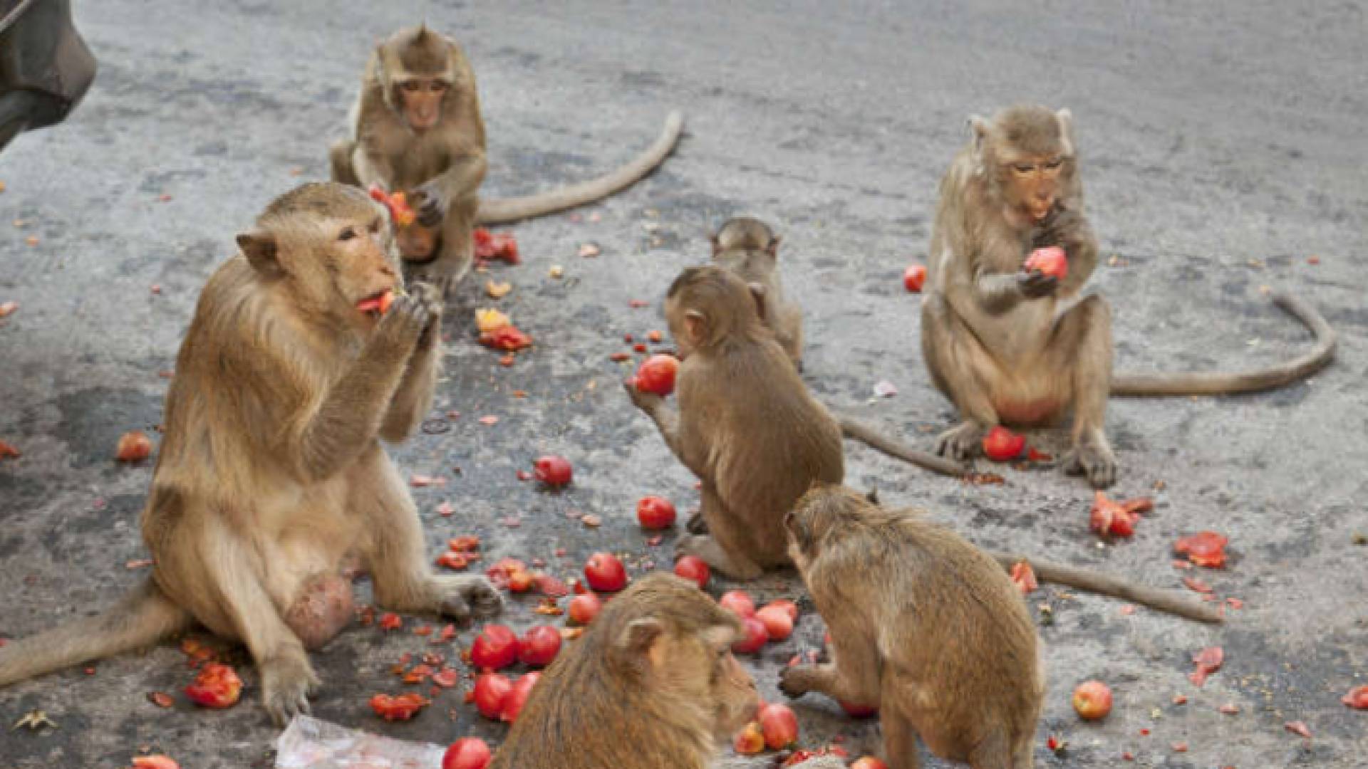 القرود تجتاح وتنهب قريتين في تايلاند