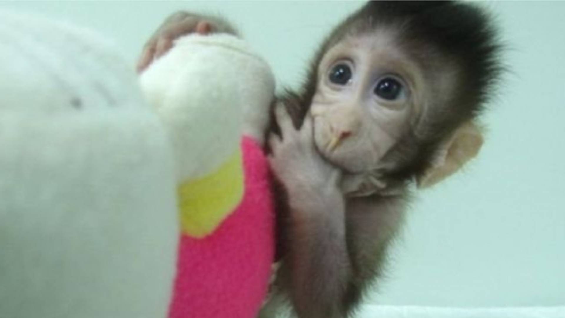 الصين تنجح في استنساخ أول قرد في العالم