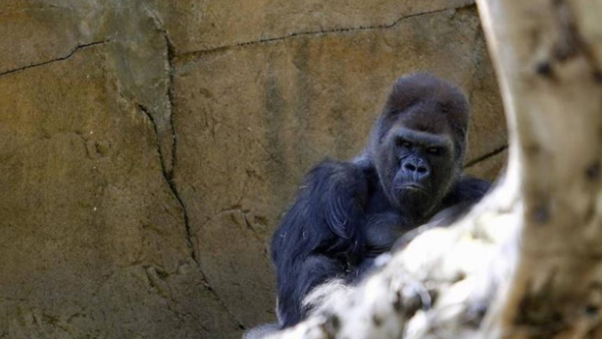 نفوق إحدى أكبر الغوريلات سنا في العالم عن عمر 60 عاما