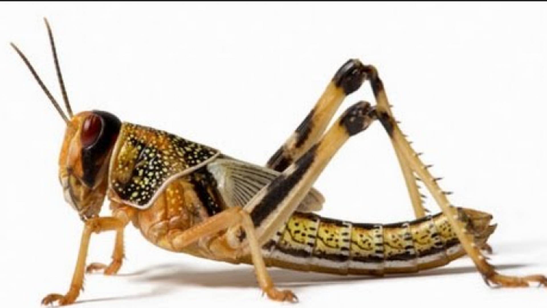 حشرة الجراد