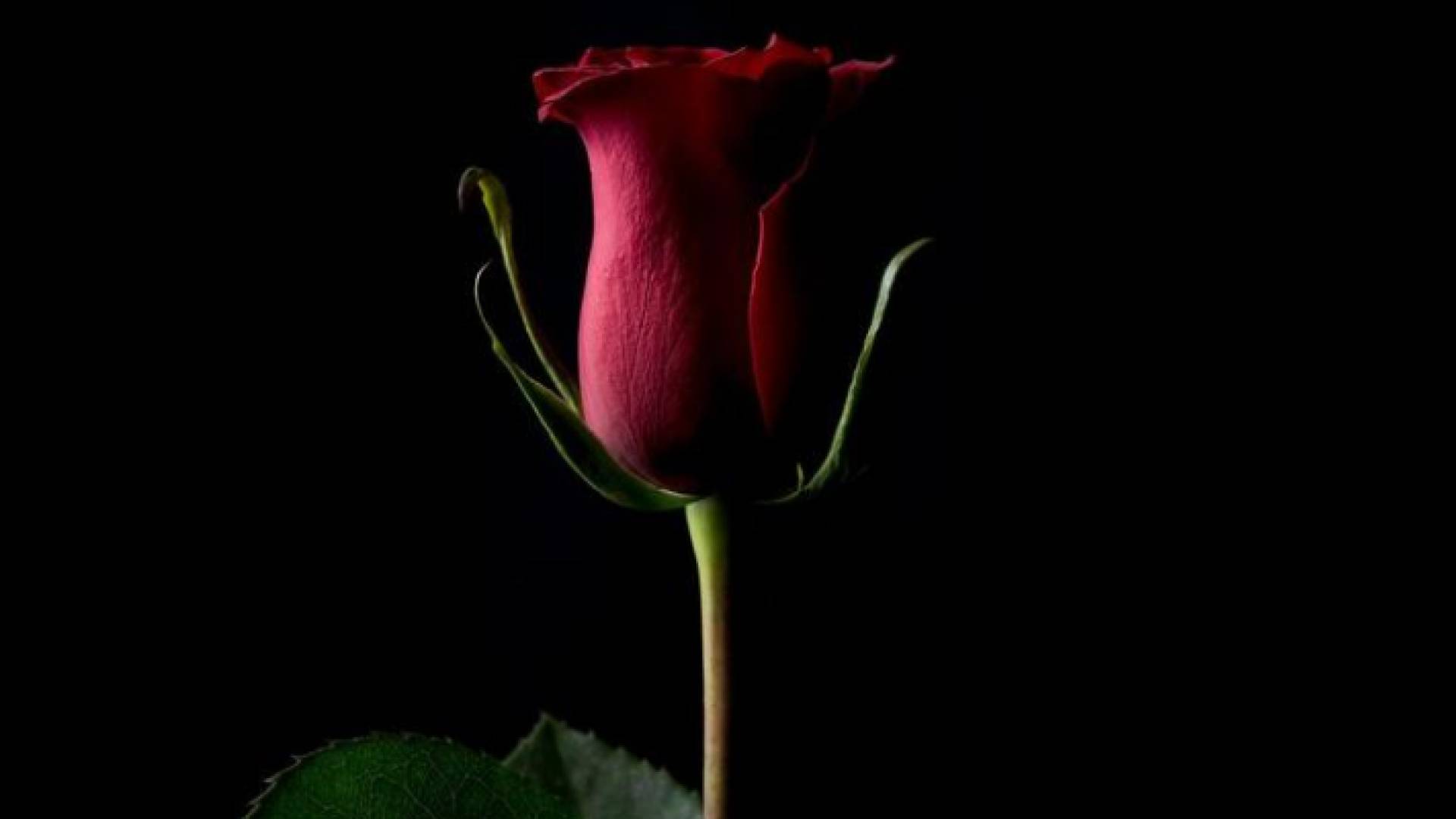 وردة بعيد الحب ثمنها مقابل مليون دولار