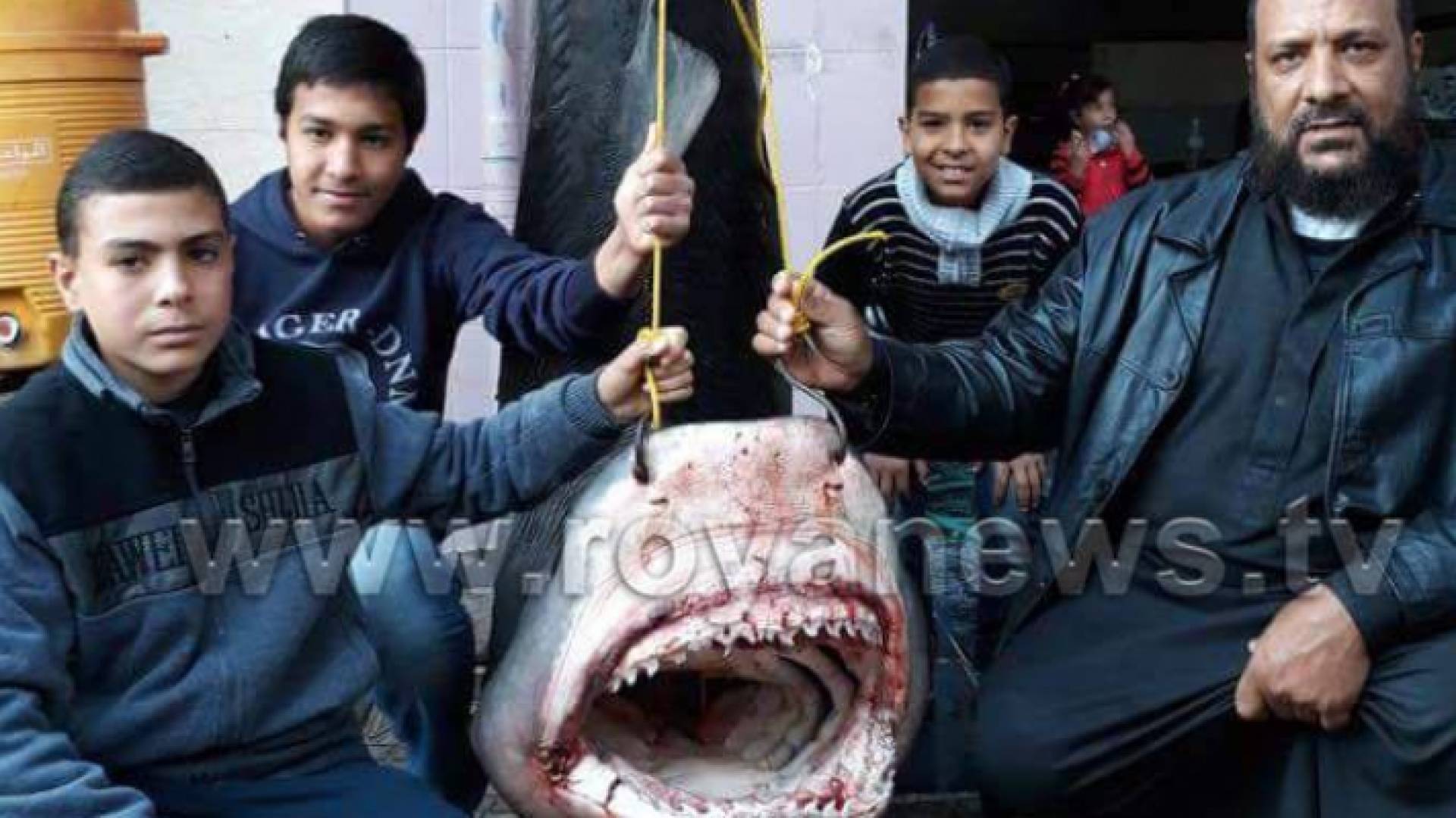 اصطياد سمكة قرش في العقبة