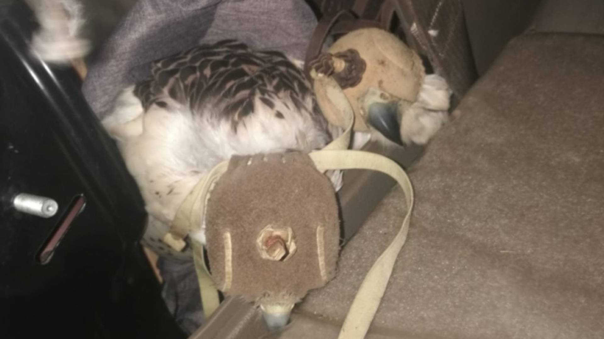 احباط ادخال ادخال 4 صقور جارحة نادرة الى المملكة