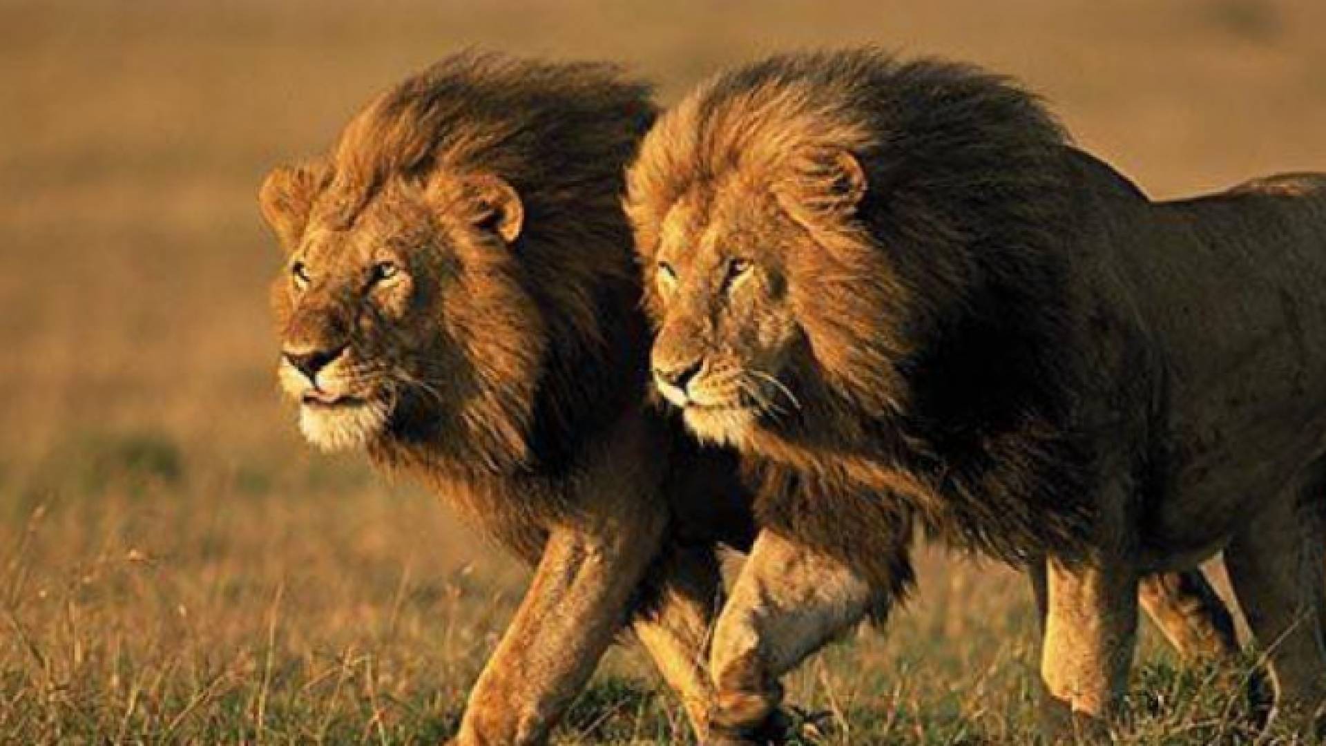 أسدين - ارشيفية