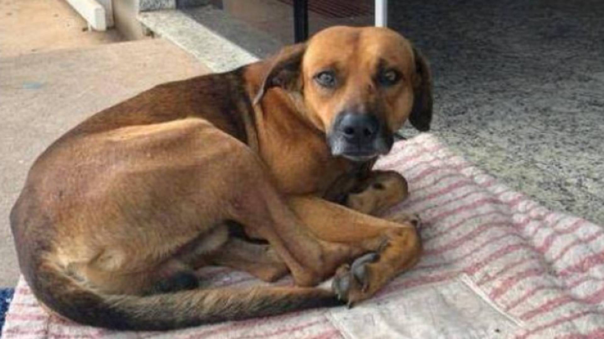 الكلب يجلس أمام المستشفى