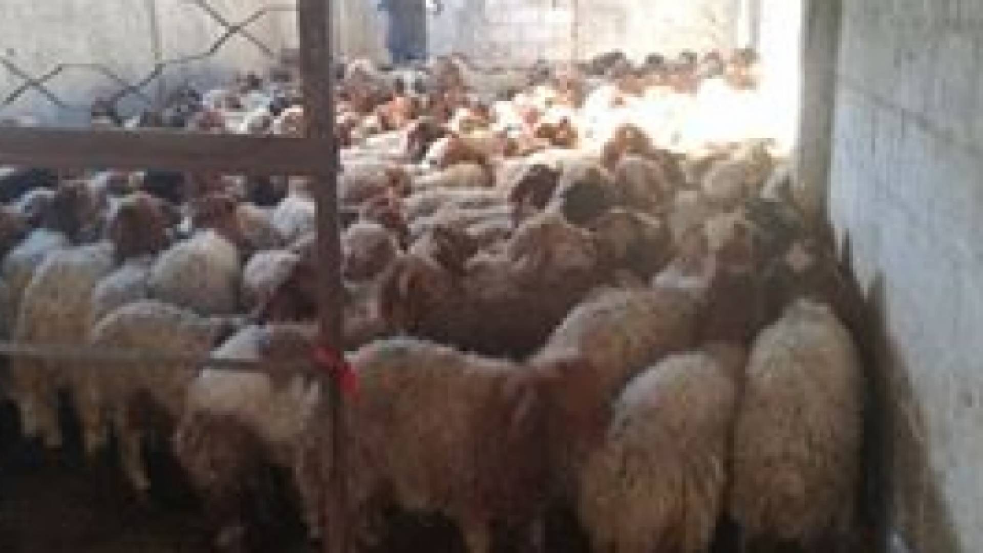 القبض على سارقي 250 رأسا من الماشية في مأدبا