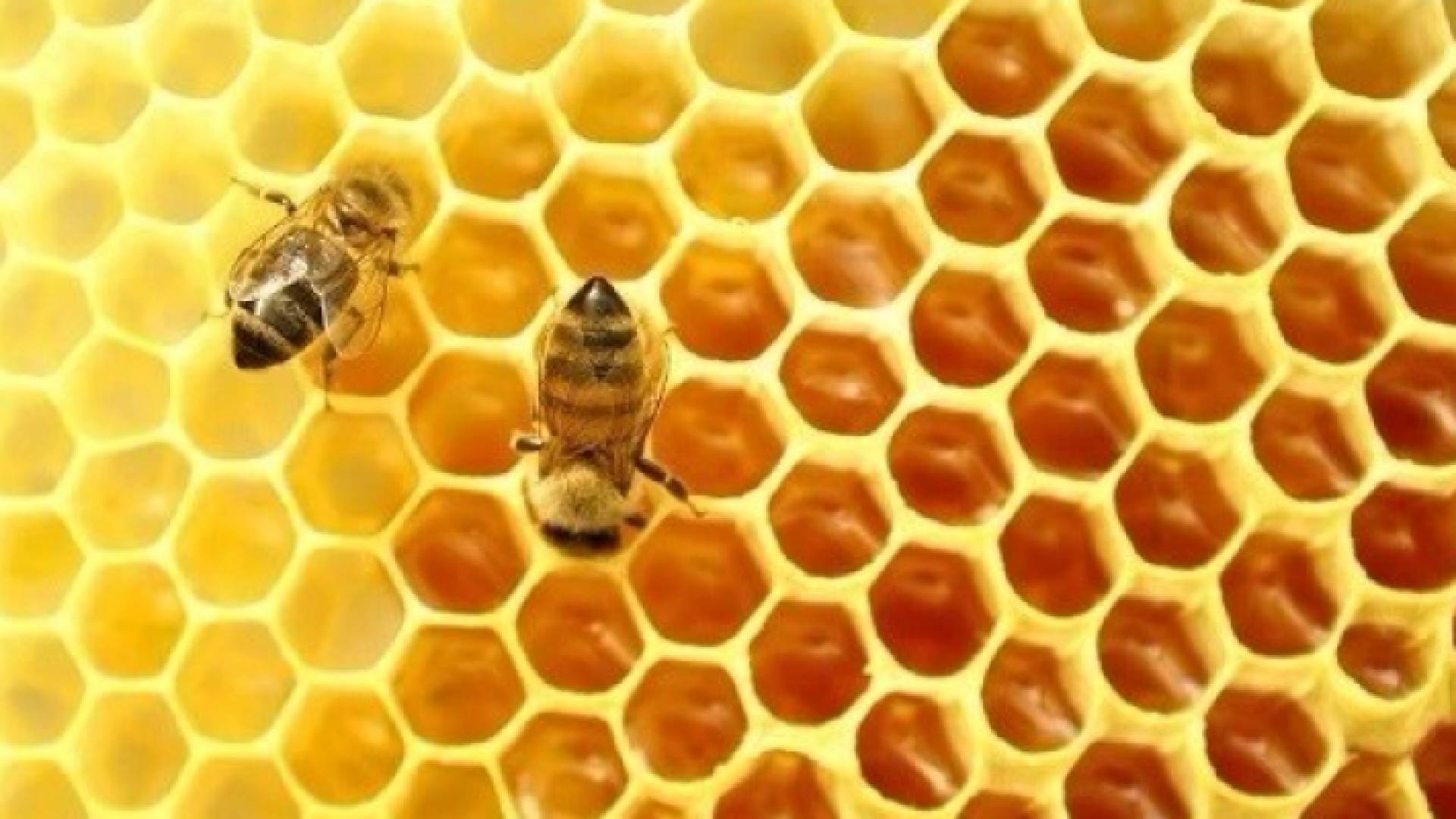 نحلتان على لوحة من شهد العسل (أرشيف)