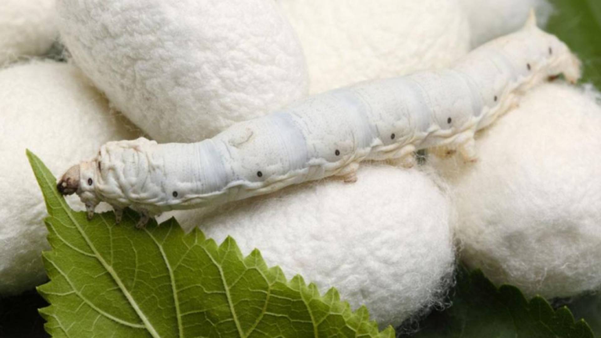 ارشيفية لدودة قز