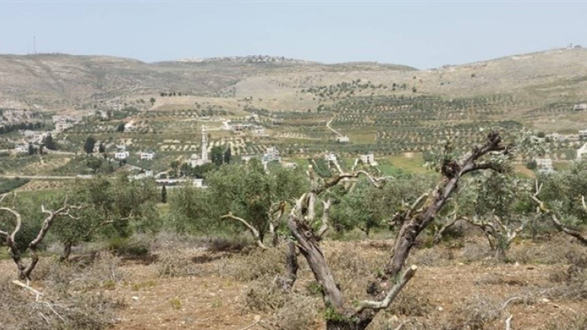 مستوطنون يقتلعون شجر زيتون