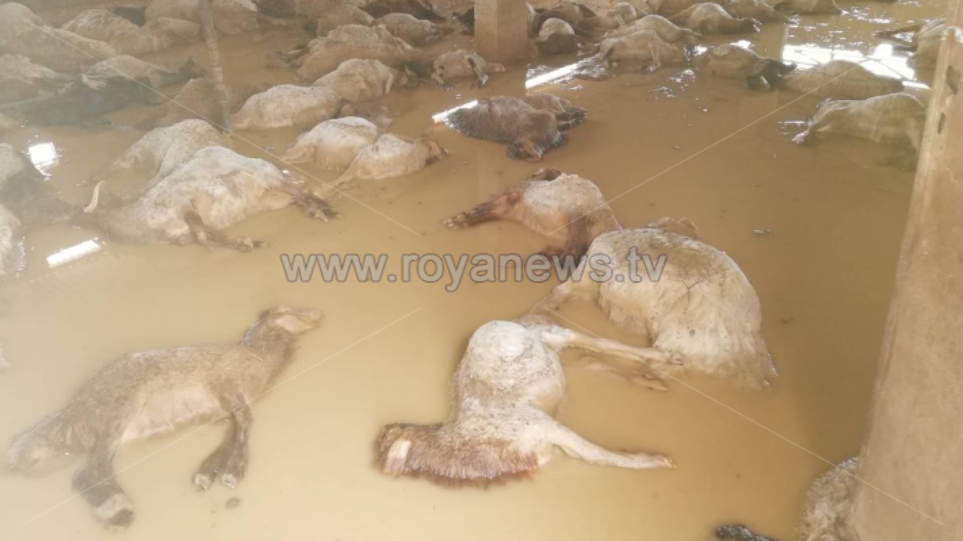 نفوق 100 رأس أغنام اثر الامطار في الزعتري