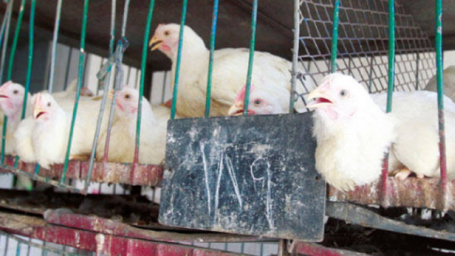 دجاج في قفص في أحد محال الدجاج قرب عمان