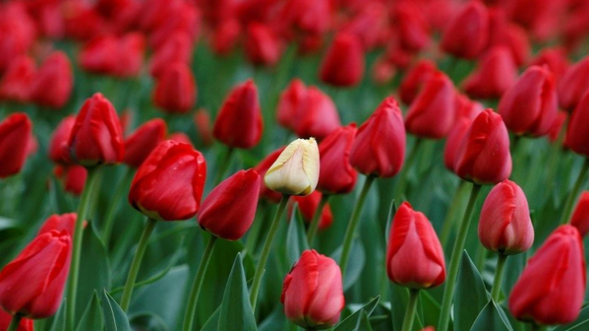 11 ألف دولار عقوبة من يقطف "زهرة القمر" في تركيا