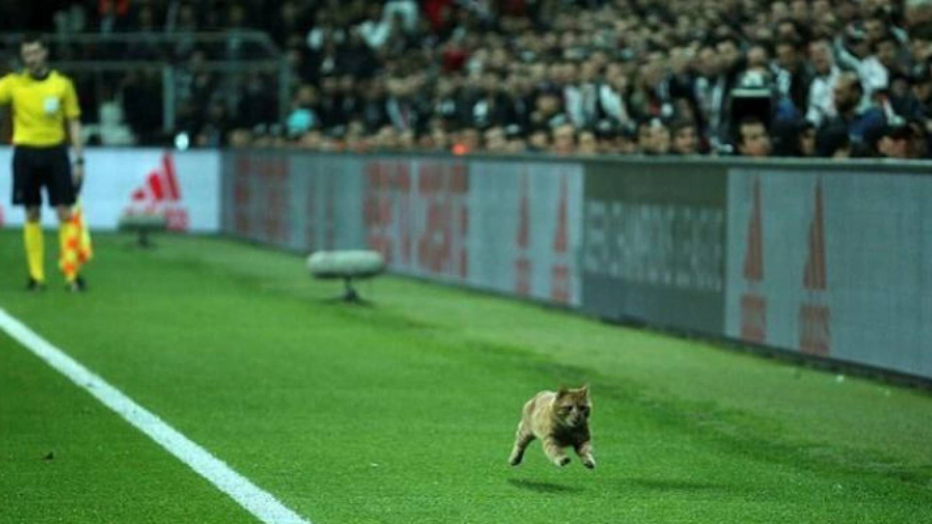 صورة القطة داخل الملعب