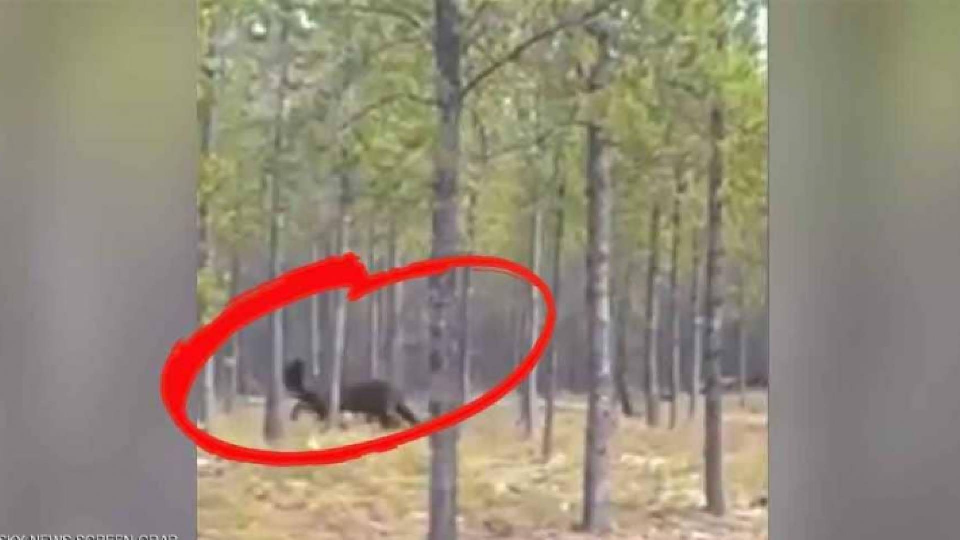 صورة من الفيديو