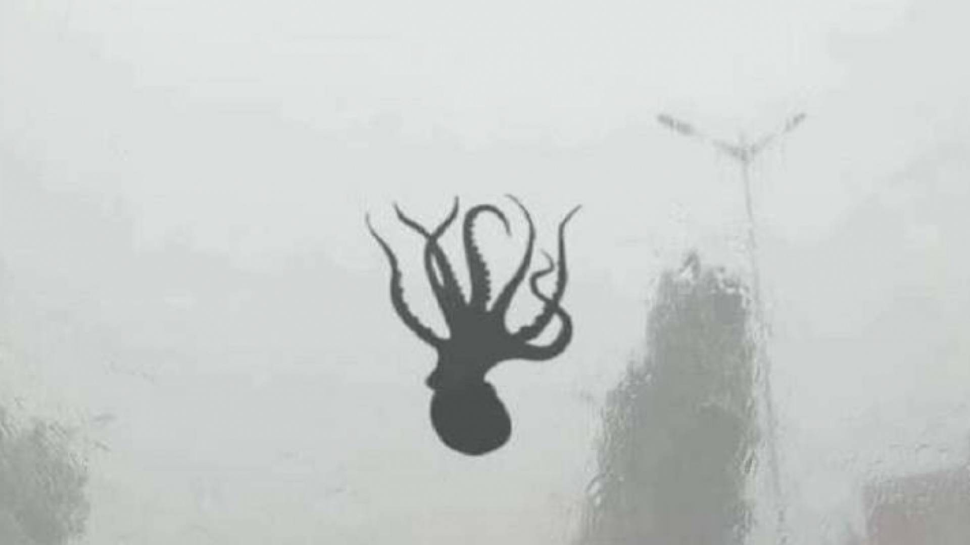 امطار بصحوبة بالقريدس والأخطبوطات