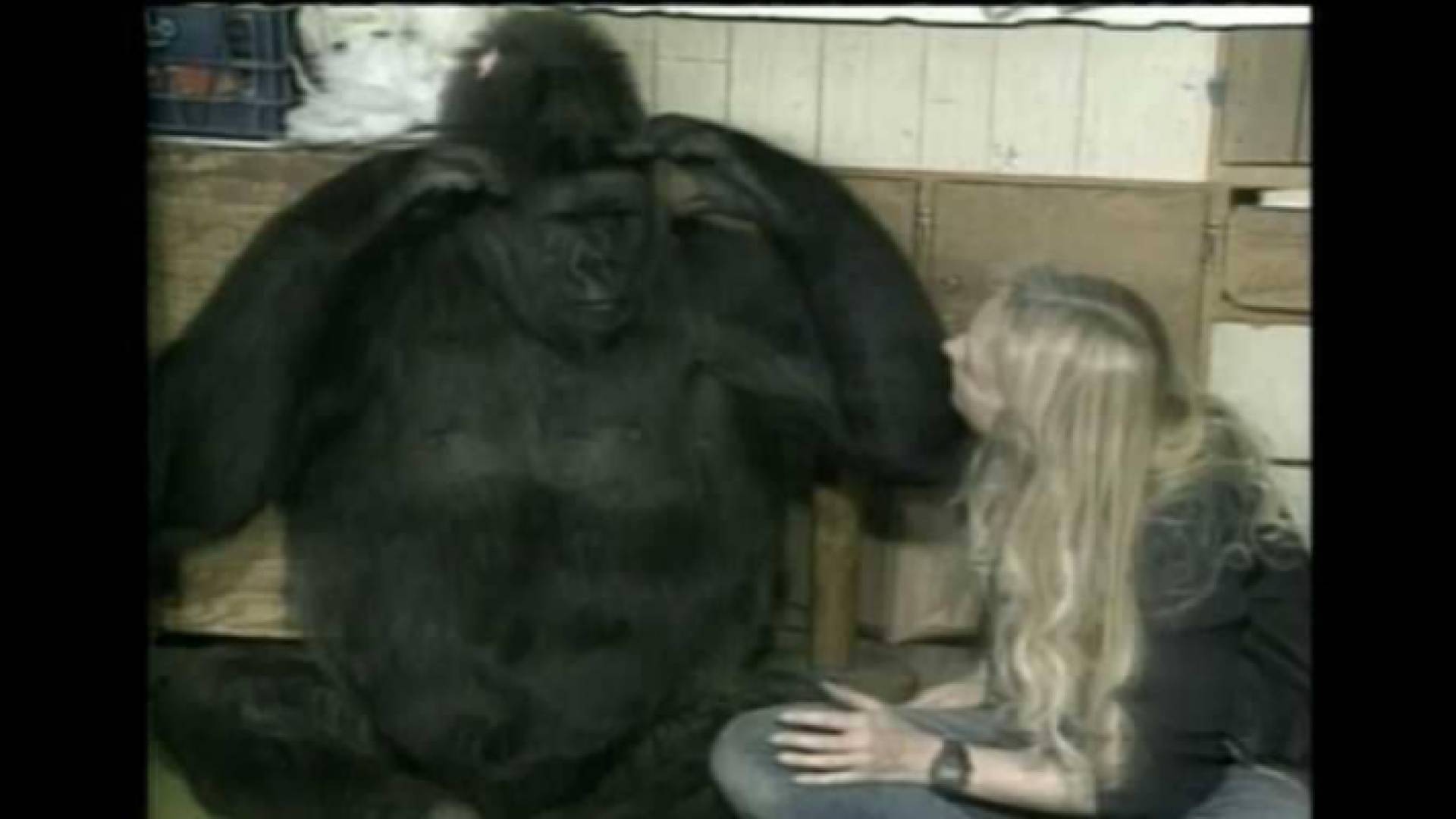 الغوريلا كوكو في لقطة أرشيفية