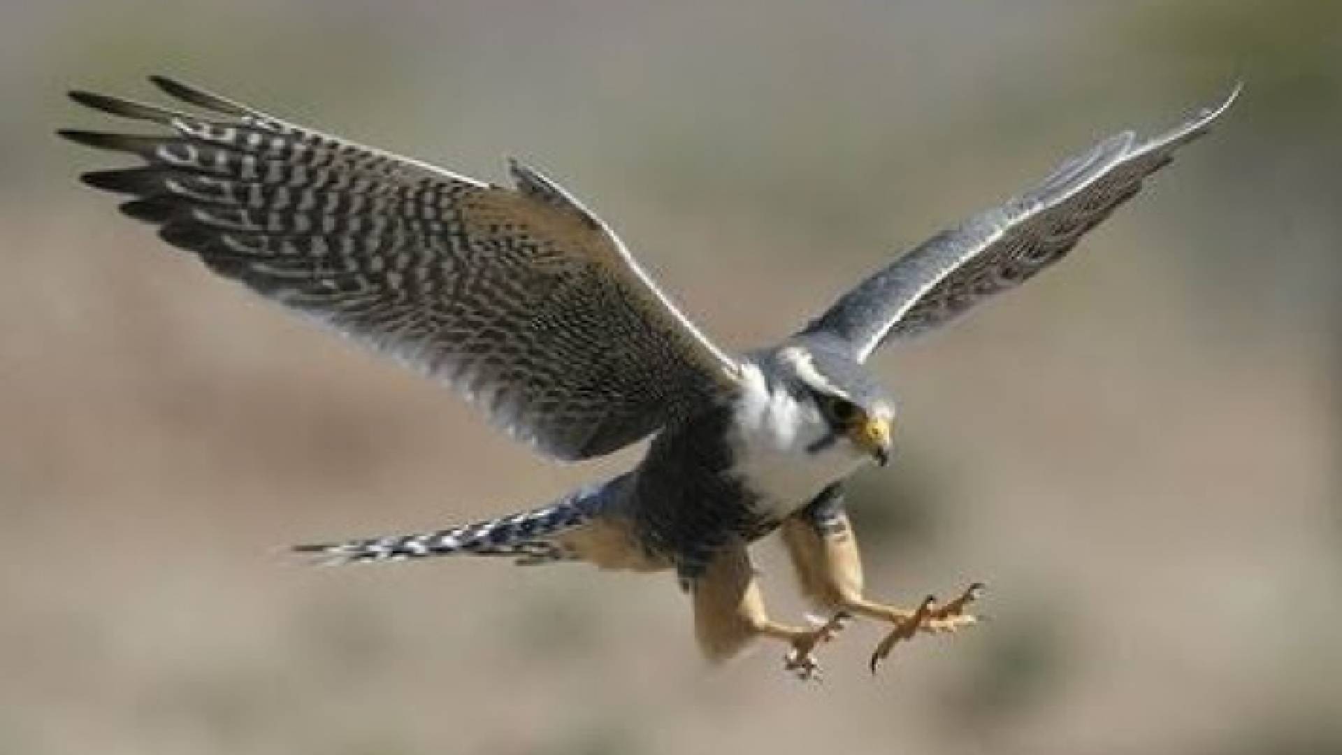 الصقر العربي