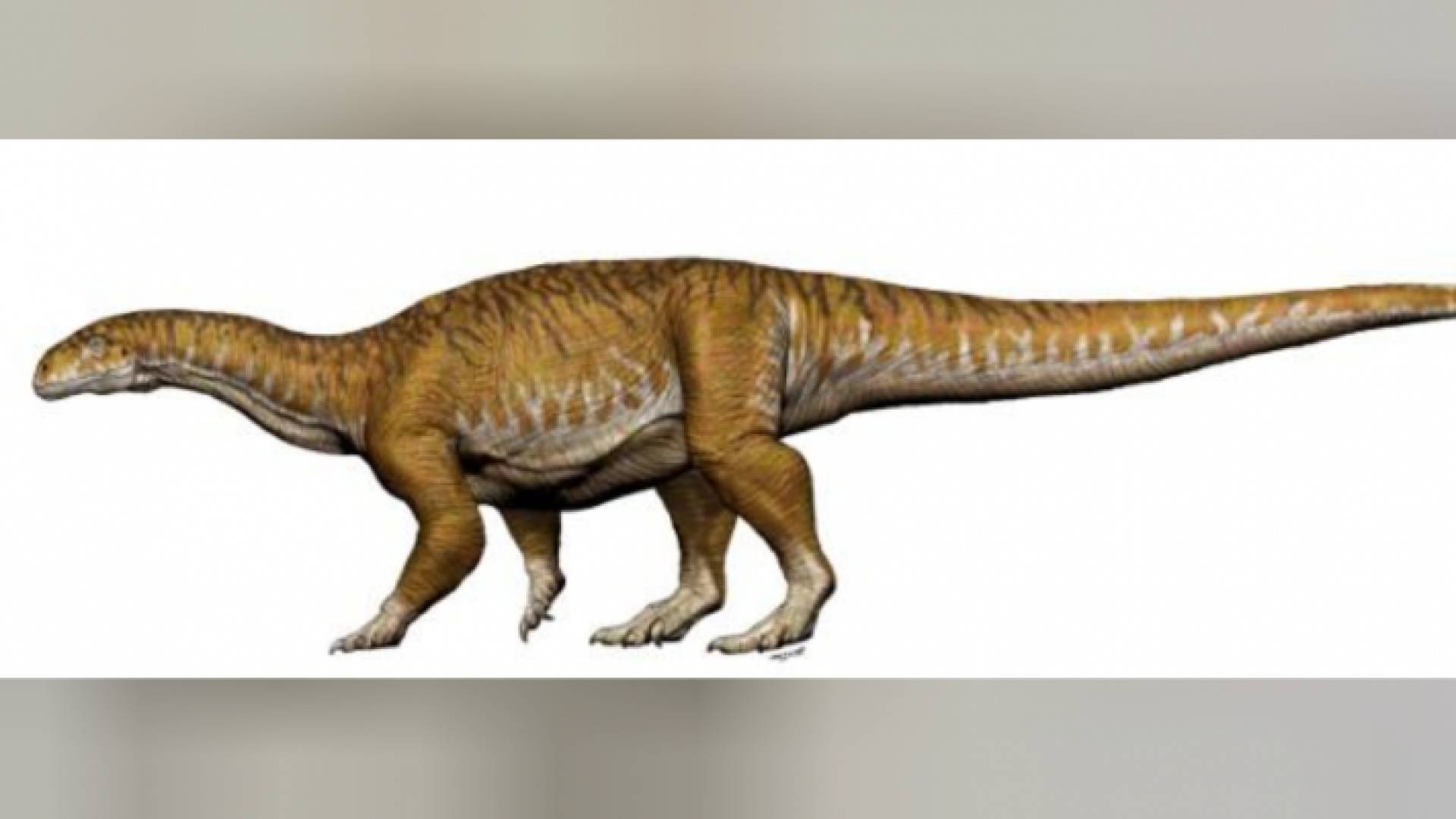 شكل لأقدم ديناصور عملاق معروف في شمال غرب الأرجنتين