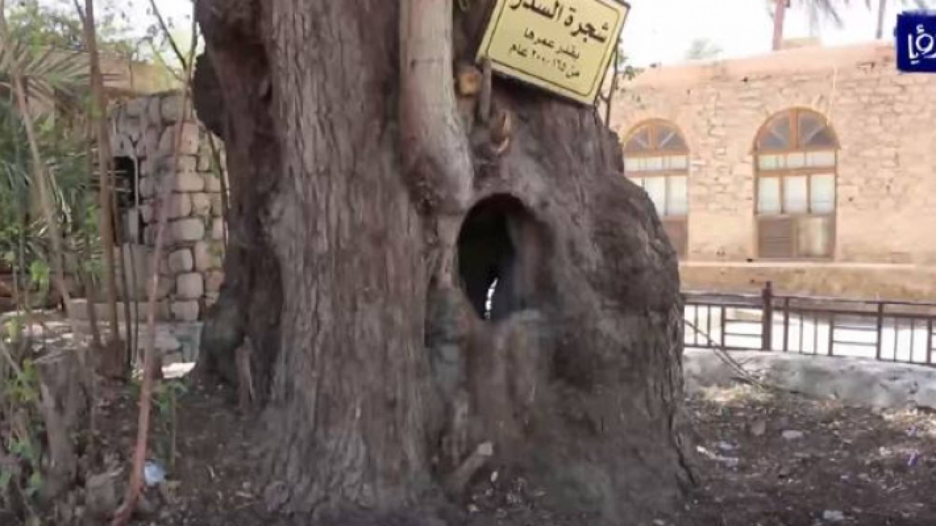 شجرة السدر من أهم معالم مدينة العقبة ومصدر غذاء للنحل