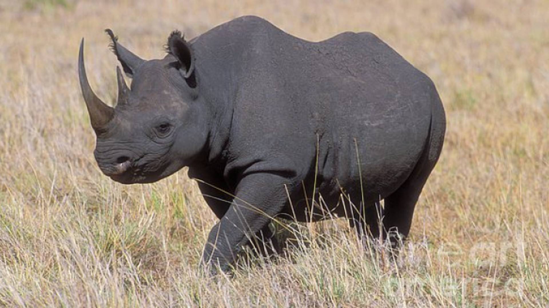 وحيد القرن الأسود