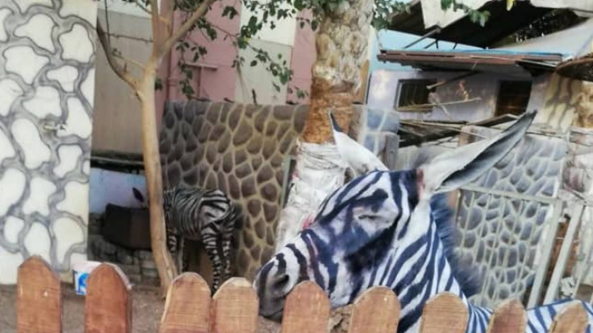 حمار دهنوه ليصبح وحشيا بحديقة حيوانات بمصر