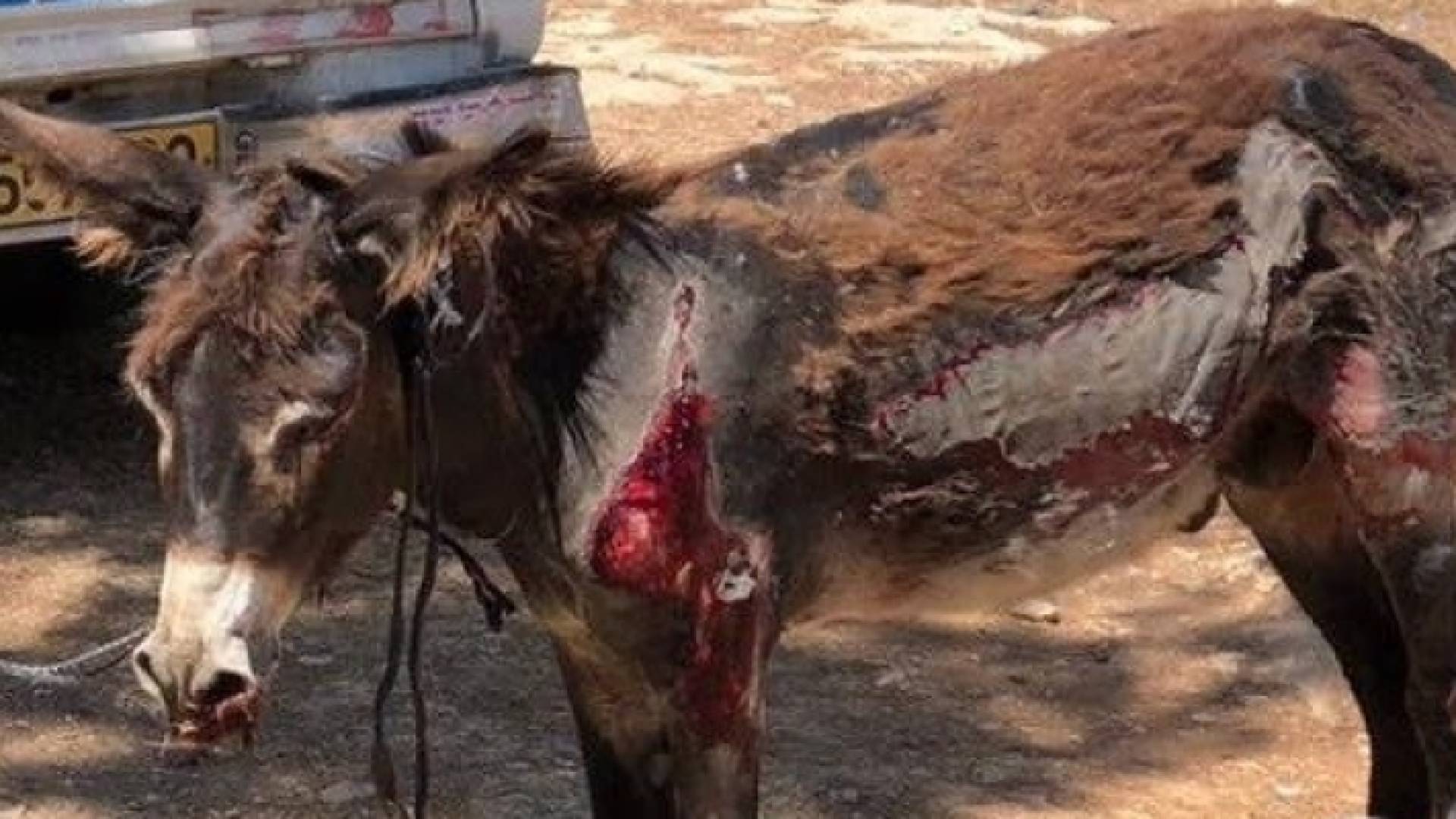 صورة نشرتها شرطة الاحتلال للحمار