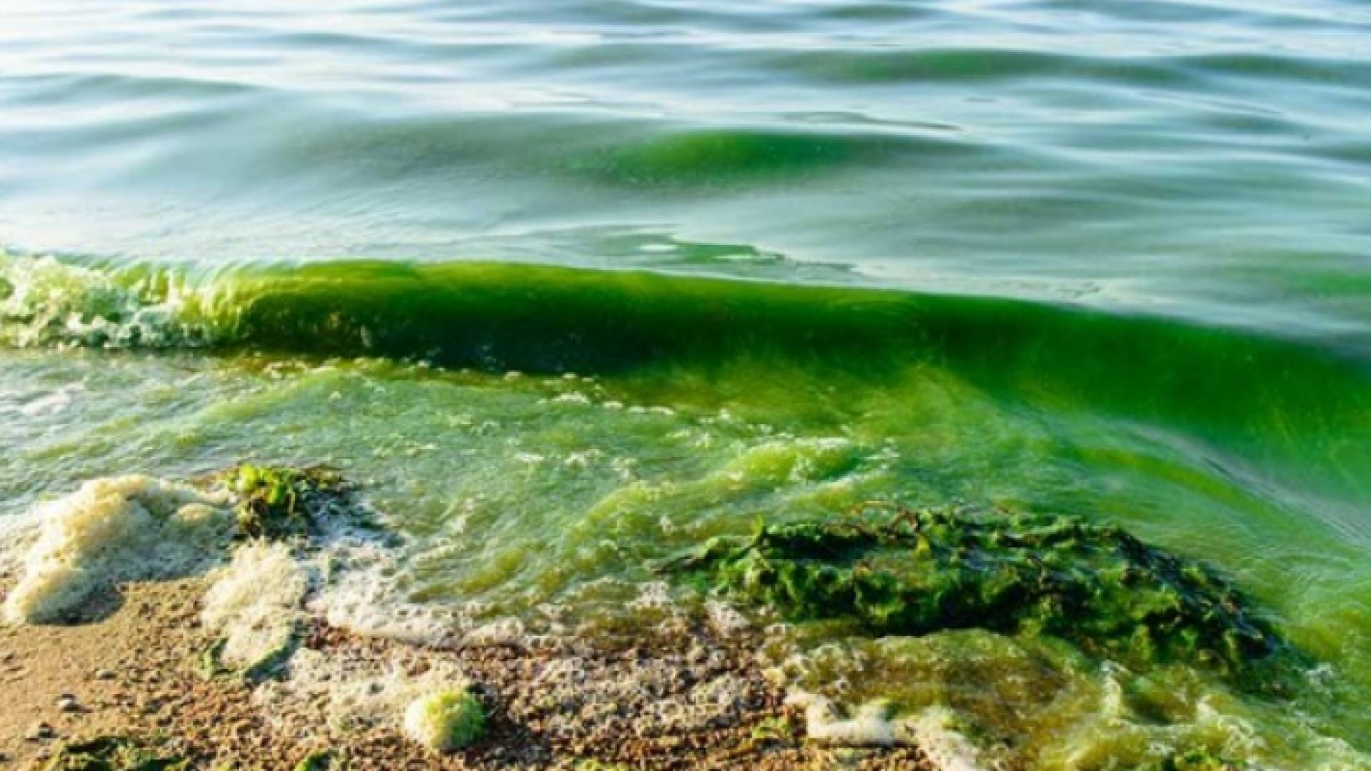 الكشف عن أكبر بقعة ميته في العالم في خليج عمان