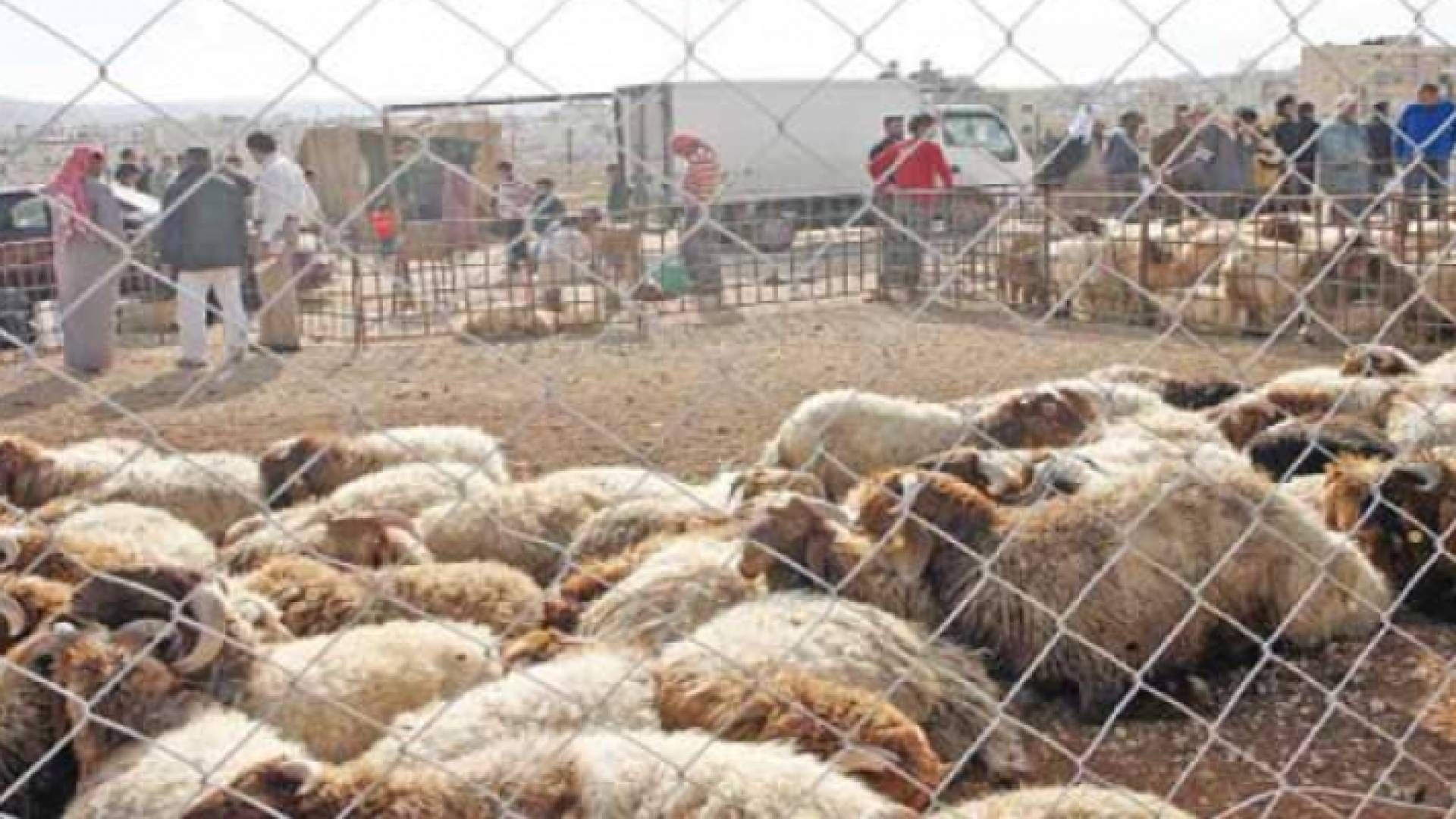 مكان لبيع الاضاحي - ارشيفية