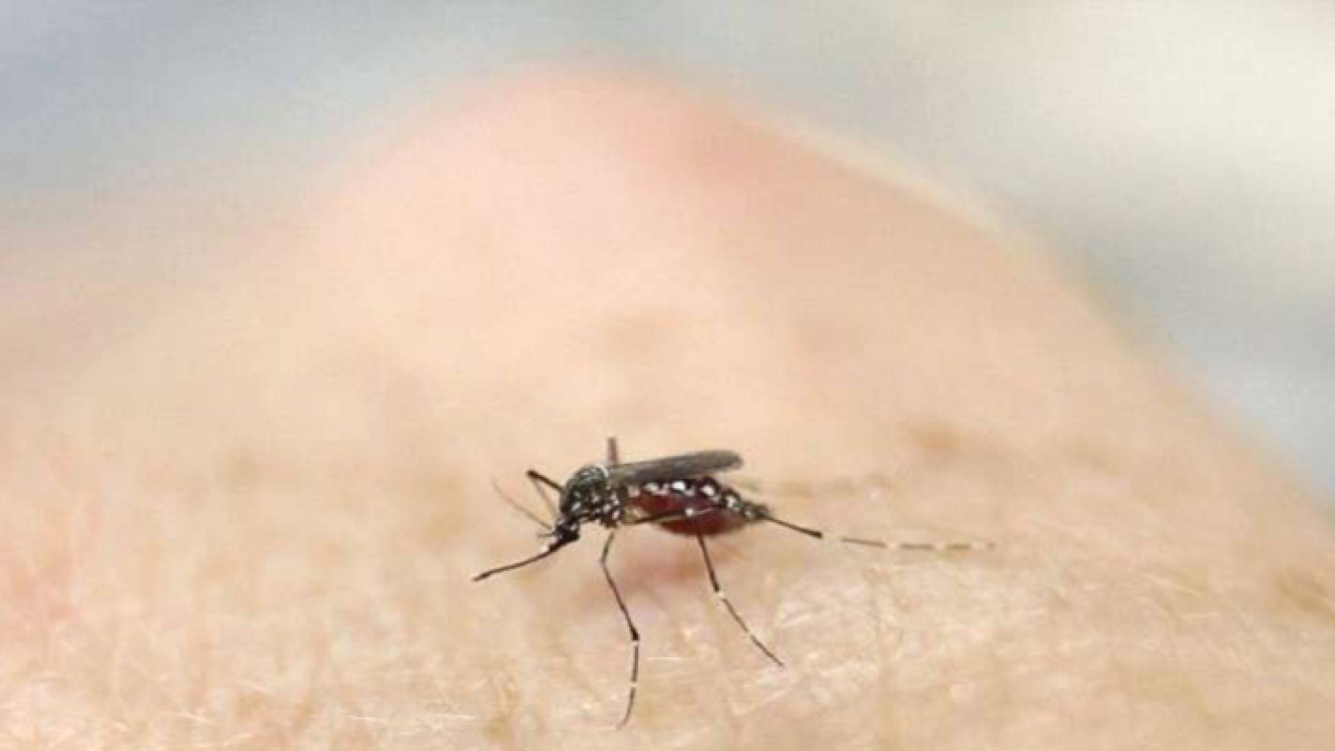 لماذا يلدغ البعوض بعض الناس دون غيرهم؟