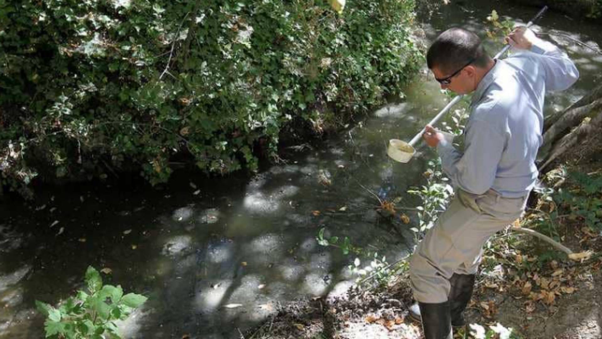 مكافحة البعوض أساسية في مواجهة فيروس غرب النيل