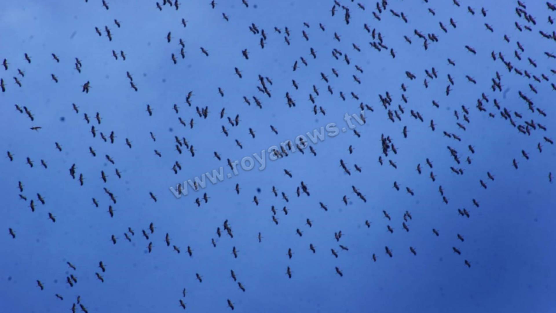 طيور مهاجرة في سماء الاردن