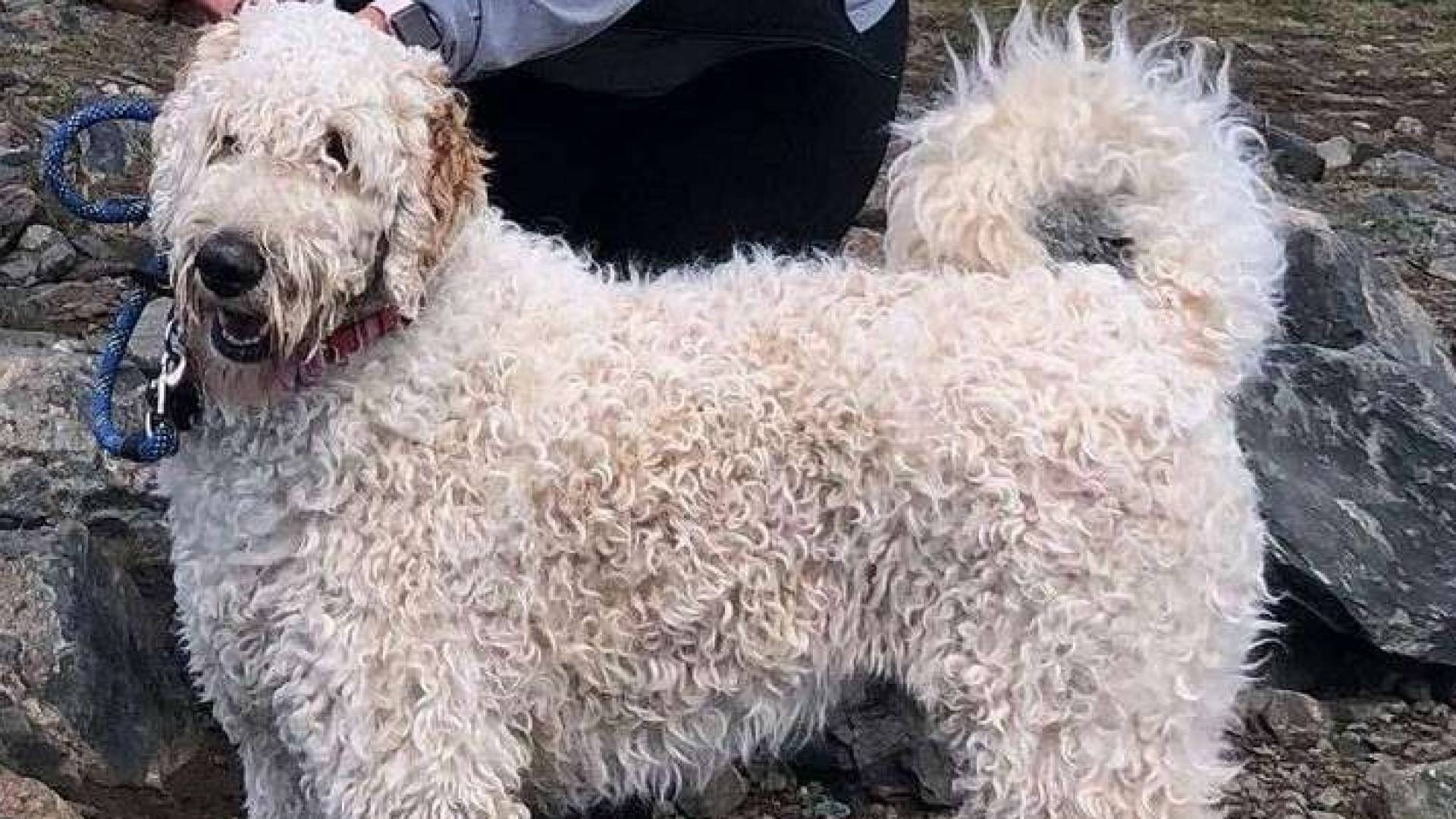 وفاء بلا حدود.. كلب ينتظر صاحبته 19 يوما