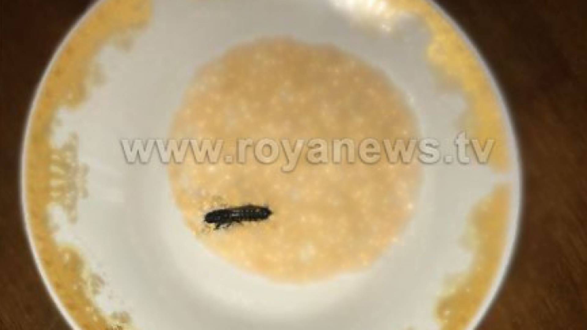 صورة للحشرة التي وجدت داخل كيس البرغر