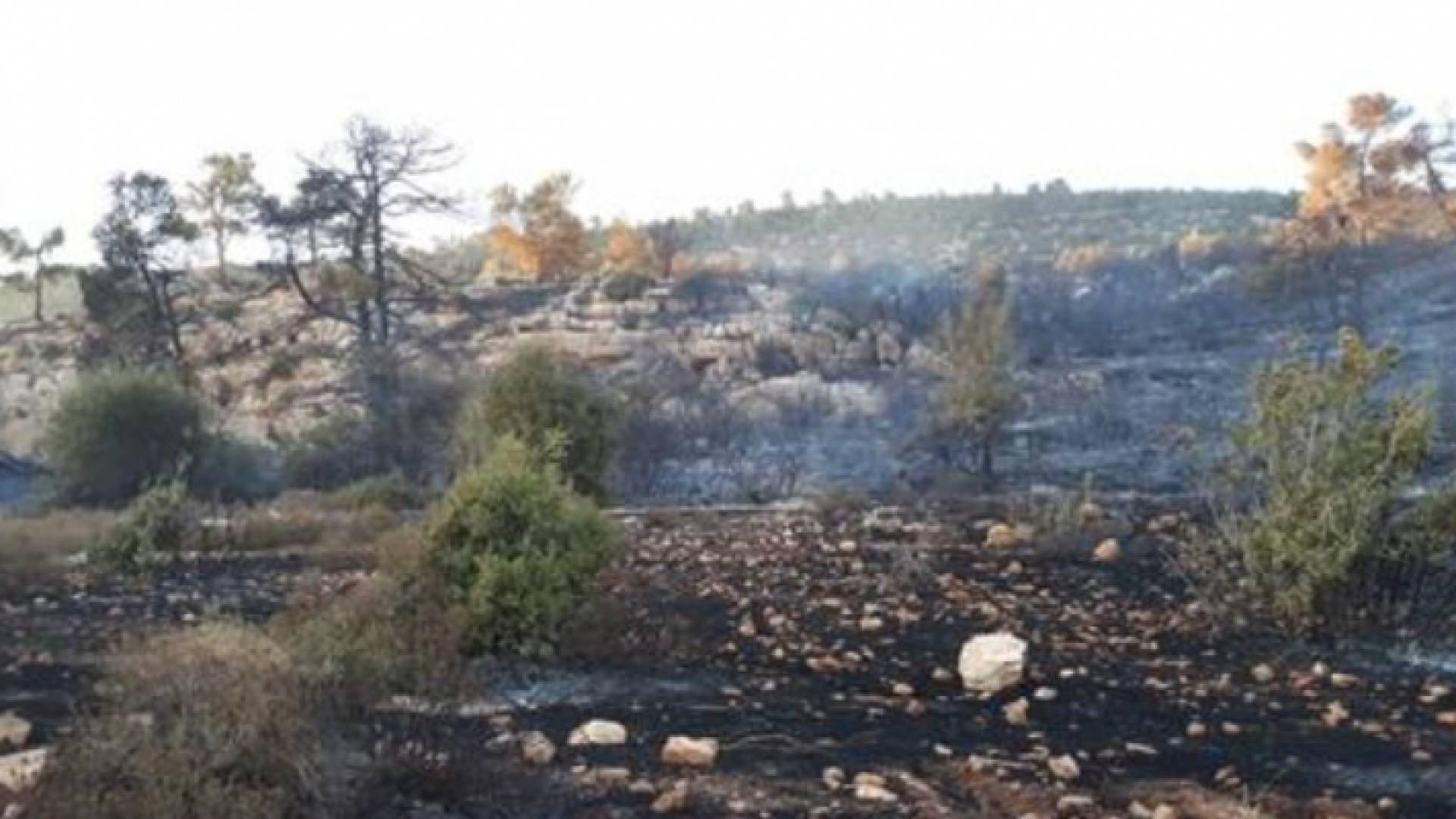 حريق يأتي على 150 دونم اشجار حرجية في برما